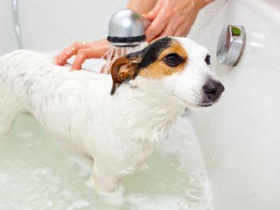 Imagem mostra cão durante o banho 
