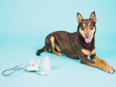 Imagem mostra cachorro ao lado de equipamentos de veterinária