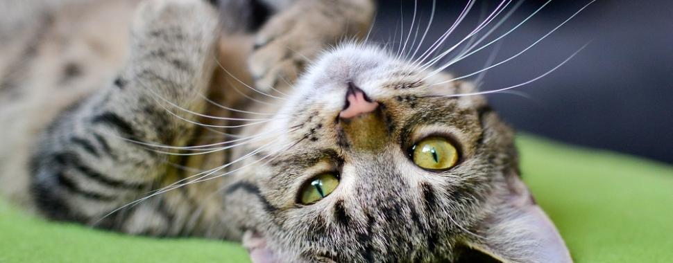 Gatos de três patas, Saúde do gato e cuidados